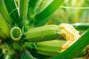 in crescita zucchine nel serra. foto