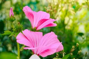 rosa fiore lavatera rosa malva foto