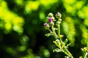 un' viola carduus acantoide fiore. anche conosciuto come un' coperto di spine senza piume cardo. foto