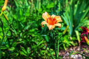 hemerocallis fulva o il arancia giglio di giorno. Mais giglio fioritura nel il giardino. vicino su. dettaglio. foto