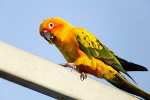 bello bellissimo arancia giallo verde pappagallo sole conure su posatoio ramo con blu chiaro cielo sfondo foto