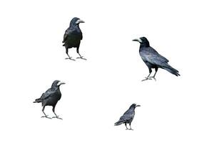 quattro nero corvi nel diverso pose isolato su bianca sfondo. clipart. design elemento foto