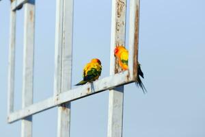 bello bellissimo arancia giallo verde pappagallo sole conure su posatoio ramo con blu chiaro cielo sfondo foto