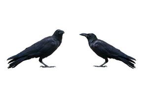 Due nero corvi isolato su il bianca sfondo. nel alto risoluzione con ritaglio sentiero. alto risoluzione Immagine foto