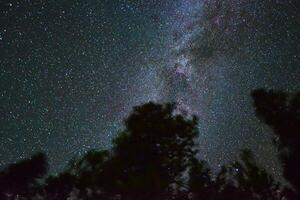 stelle sotto il pino alberi foto