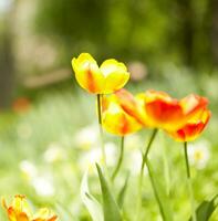 giallo tulipani, bokeh luci foto