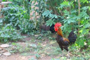 polli e Gallo nel il azienda agricola. foto