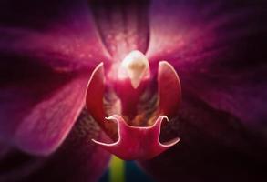 primo piano di un fiore di orchidea