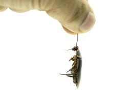 mano che tiene uno scarafaggio morto su sfondo bianco isolato foto