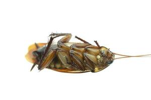 scarafaggio morto su sfondo bianco isolato foto