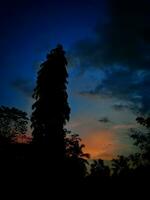 grande albero silhouette con arancia nuvole e buio foto