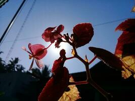 Visualizza di un' bellissimo rosso fiore a partire dal sotto foto