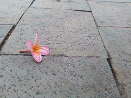 bellissimo rosa frangipani fiore su il terra, pavimento con esotico naturale pietra. foto