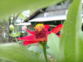 rosso ibisco fiori nel il giardino foto