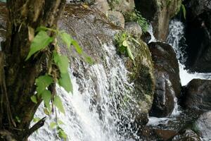 avvicinamento Visualizza di chiaro acqua a cascata giù fiume rocce foto