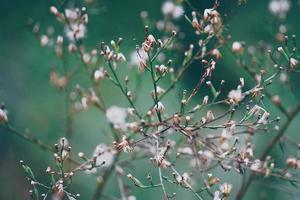 fiori secchi pianta nella natura nella stagione autunnale foto