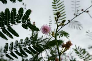 mimosa fiori nel il giardino, selettivo messa a fuoco, natura sfondo foto