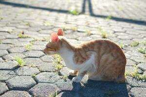 gatto su il terra nel il giardino a Tailandia, selettivo messa a fuoco foto