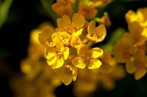 piccolo giallo fiori nel il giardino nel il caldo estate sole nel avvicinamento foto