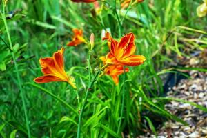 hemerocallis fulva o il arancia giglio di giorno. Mais giglio fioritura nel il giardino. vicino su. dettaglio. foto