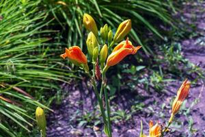 fioritura daylily fiori o hemerocallis fiore, avvicinamento su un' soleggiato giorno. il bellezza di un ornamentale fiore nel il giardino foto