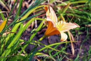 fioritura daylily fiori o hemerocallis fiore, avvicinamento su un' soleggiato giorno. il bellezza di un ornamentale fiore nel il giardino foto