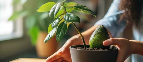 un' signora nutre un avocado piantina in casa incorporare interno impianti nel casa arredamento foto