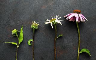diverse fasi di crescita del fiore di echinacea