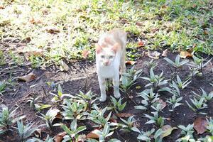 gatto su il terra nel il giardino a Tailandia, selettivo messa a fuoco foto