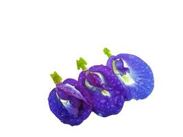 Clitoria ternatea bianca sfondo foto