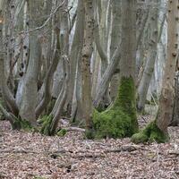 vecchio bosco con base di alberi coperto con muschio foto
