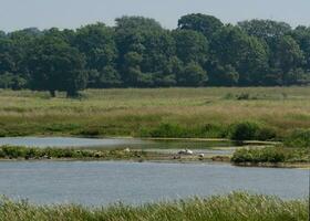 natura conservazione paludi nel Suffolk foto