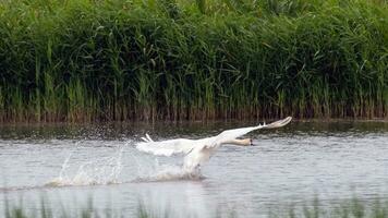 cigno sciare come esso terre nel il paludi foto