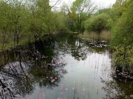 alberi riflettendo nel un' incontaminato rurale pesca lago foto