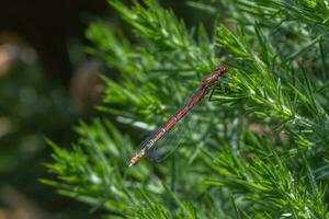 grande rosso damselfly maschio foto