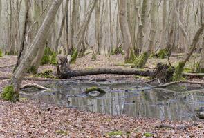 foresta piscina di paludoso acqua foto