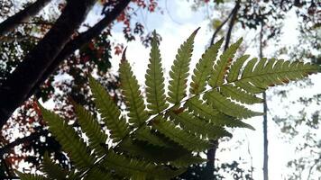 Visualizza di un' foglia a partire dal sotto nel un' giardino foto