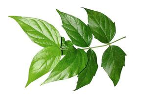 un' foglia con verde le foglie su un' bianca sfondo, verde foglia isolato su bianca sfondo, verde le foglie isolato su bianca sfondo, verde le foglie con ramo foto