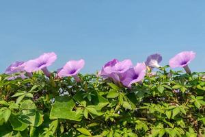 fiori viola sotto il cielo blu foto