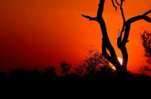 tropicale mare tramonto albero cielo Visualizza sfondo foto