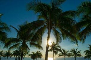 tropicale mare tramonto albero cielo Visualizza sfondo foto