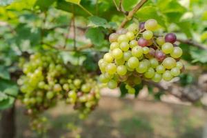 vigneto con uve da vino bianco in campagna, grappoli d'uva soleggiati appesi alla vite foto