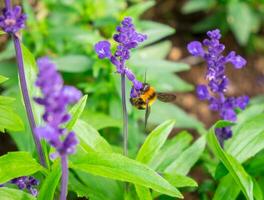 vespa insetto impollinazione arroccato su superiore fiore foto