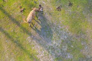 vista aerea dall'alto di una mucca sul prato verde foto
