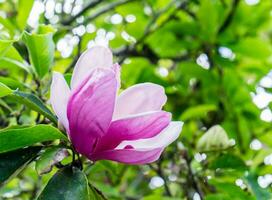 magnolia fioritura rosa bianca fiore verde foglia foto