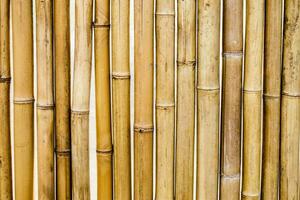 bambù asciutto giallo segmento modello foto