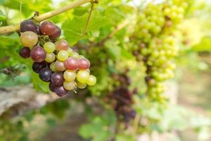 vigneto con uve da vino bianco in campagna, grappoli d'uva soleggiati appesi alla vite foto