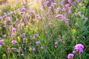 verbena viola fiore luce del sole nel giardino foto