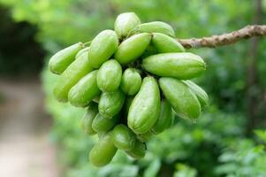 avvicinamento di averrhoa bilimbi frutta nel il sfocatura sfondo. fresco diffamando buloh con rugiada acqua nel il mattina foto