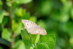 grigio viola del pensiero farfalla arroccato su causanis trifoglia foglia. bellissimo giunone atliti farfalle. oggetto nel centro di foto